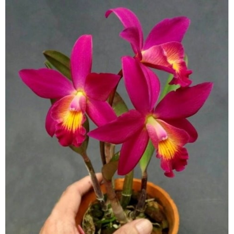 花冠 リストレット Орхiдея C. Chian-Tzy Guiding Chian-Tzy Red Top - купити, доставка